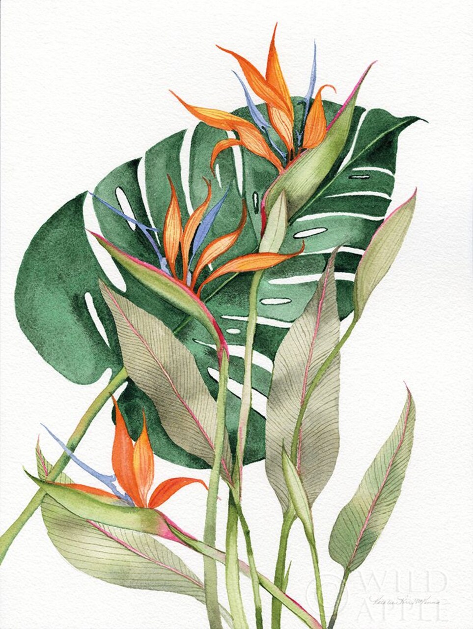 Botanical Birds of Paradise Poster Print by Kathleen Parr McKenna - Item # VARPDX35293